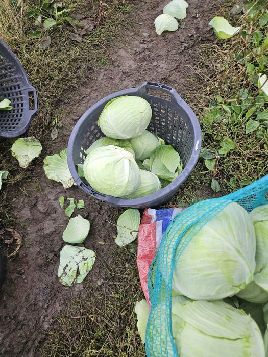 Продам капусту Агресор