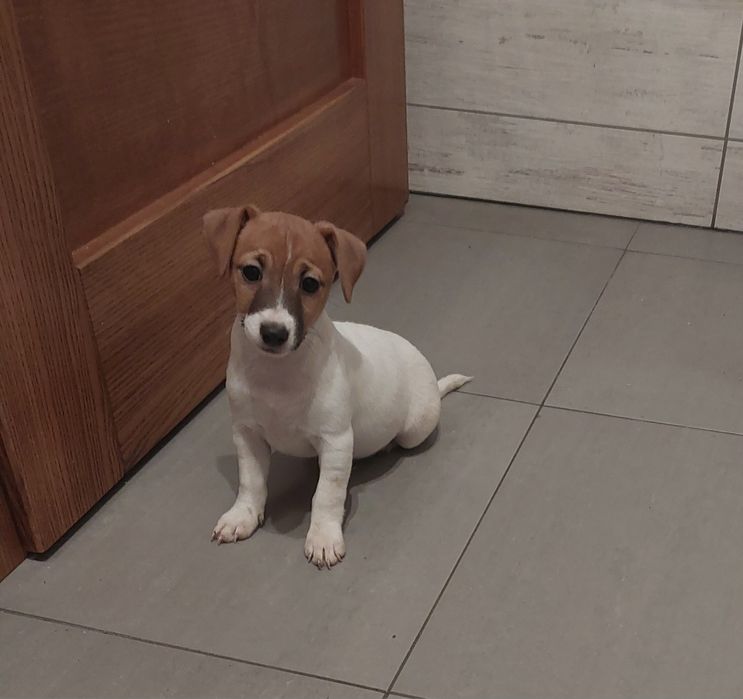 szczeniak Jack Russel Terrier