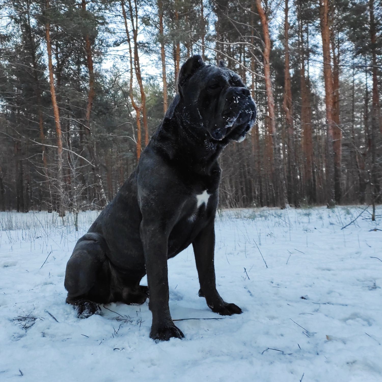 Канекорсо вязка. Canecorso