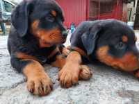 Szczeniaki Rottweiler rottweilery