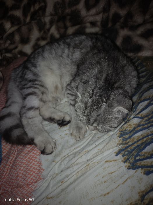 Продам кошку скотишь фолд