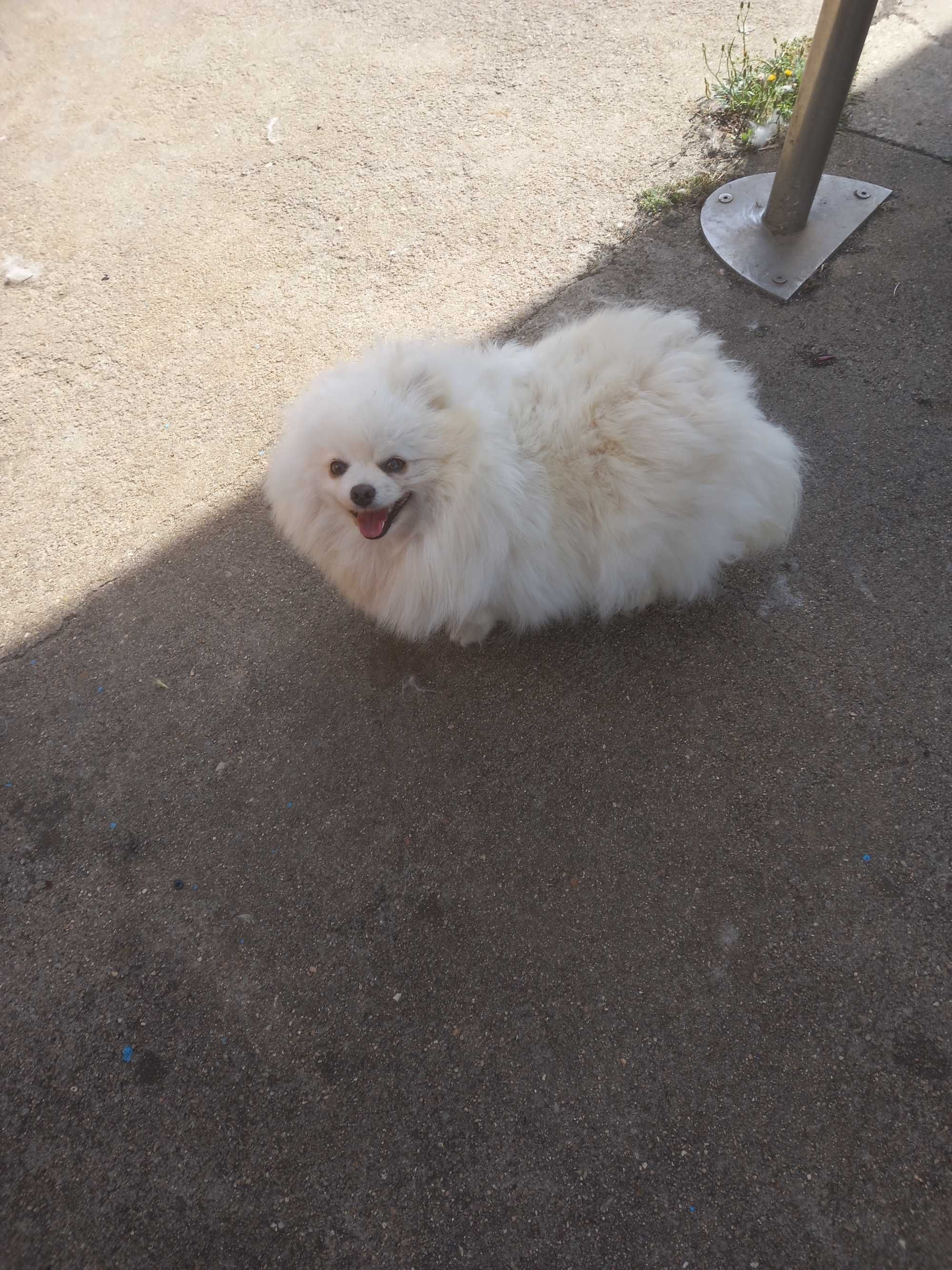 Spitz Pomerânia femia. Com pedigree