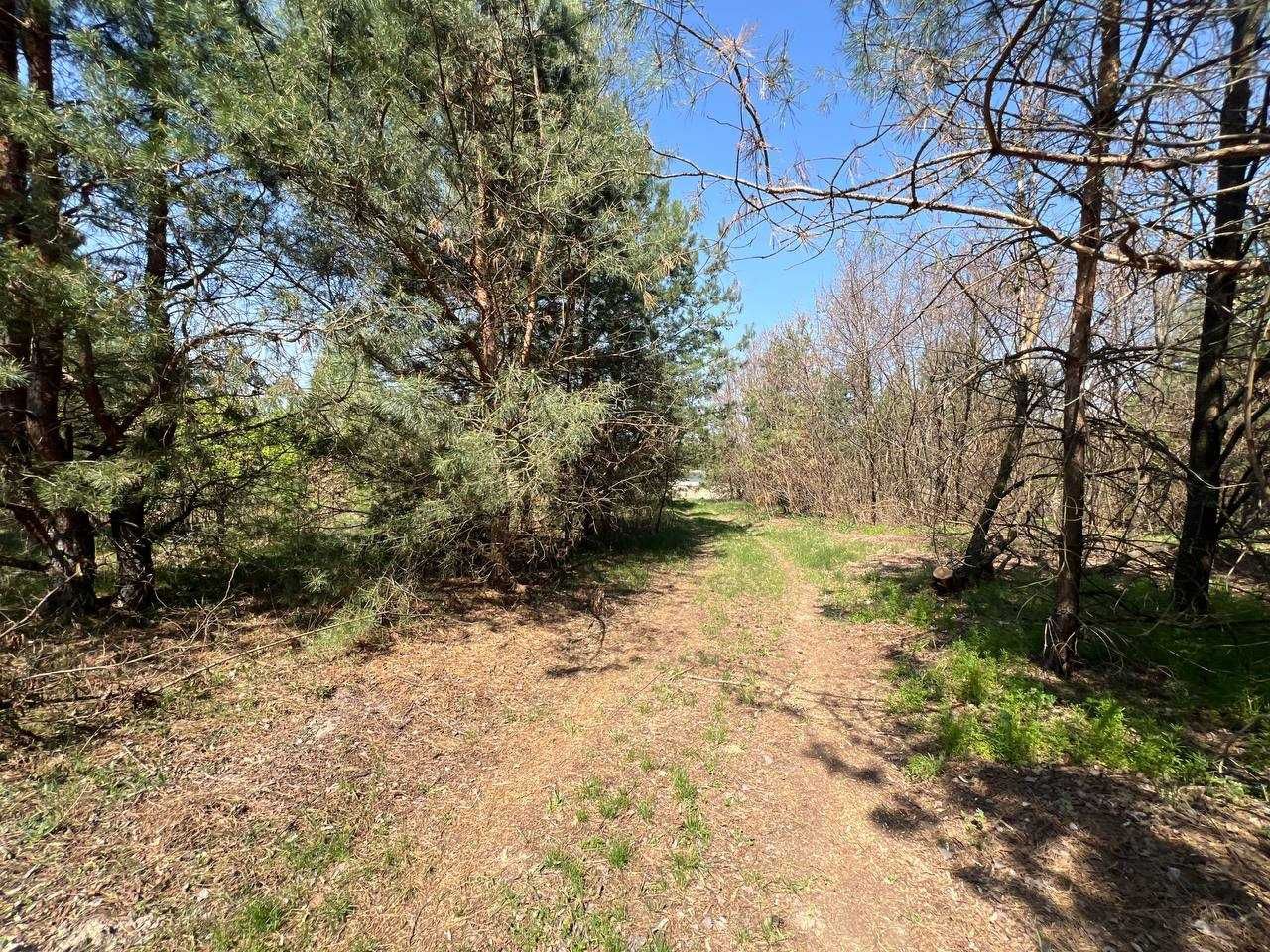 Продаж ділянки 39,1 соток (ОСГ). Серед сосен. Поряд озеро. ID:701