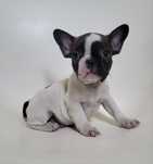 Bulldog femea 2 meses