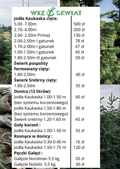 jodła kaukaska 2.00-2.50 świerki choinki