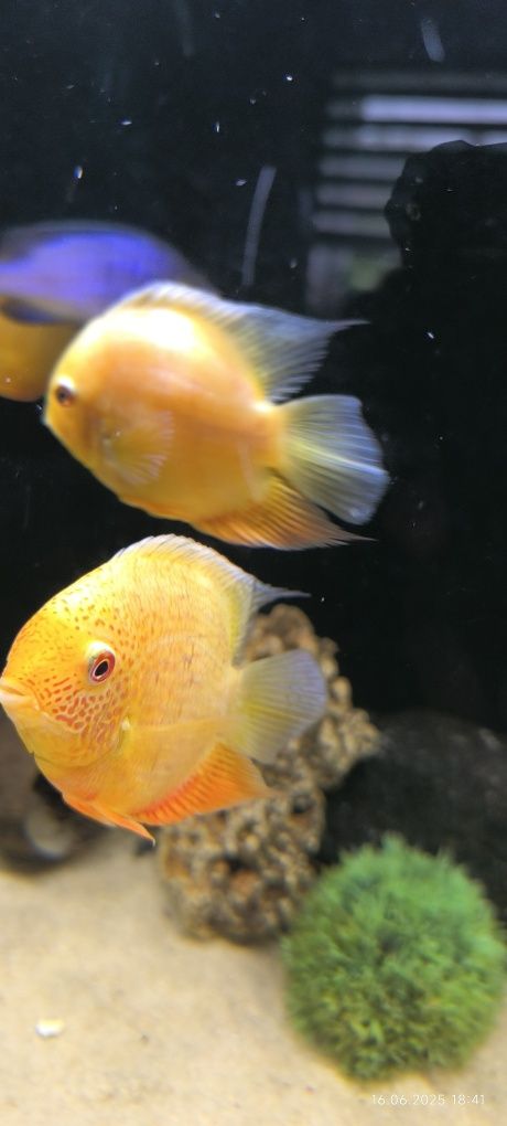 Pielęgnice severum gold