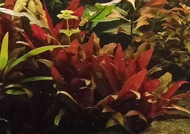 Alternanthera reineckii roślina akwariowa