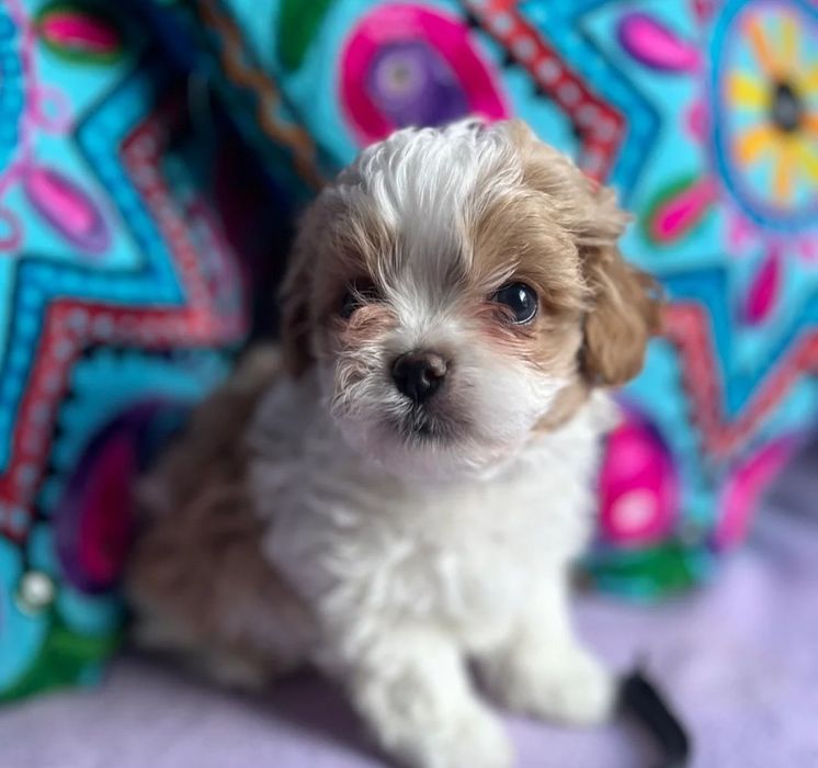 Szczniaczki po maltanczyku