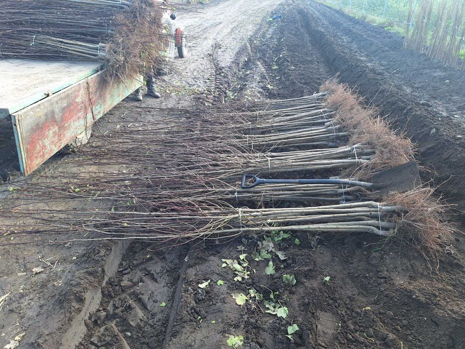 Drzewka śliwki węgierki na Wangenheimie i ałyczy