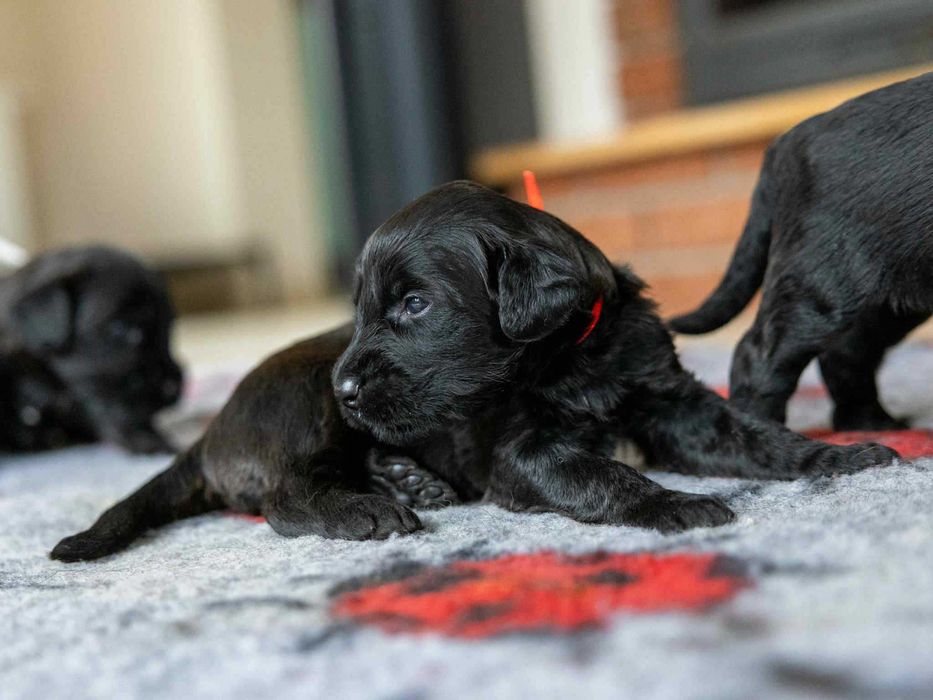 Owczarek Francuski Briard z Najlepszej Polskiej Hodowli Klubu 2025