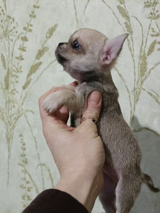 Крихітка на вас чекає мінічка