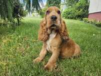Piesek Cocker Spaniel Angielski