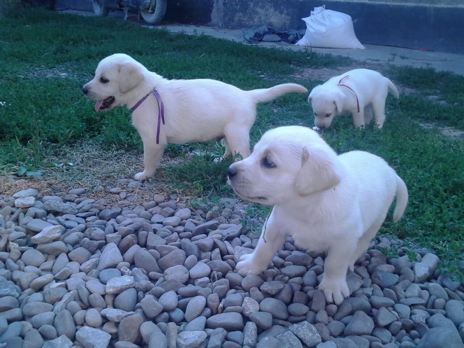 Чудові лабрадорчики