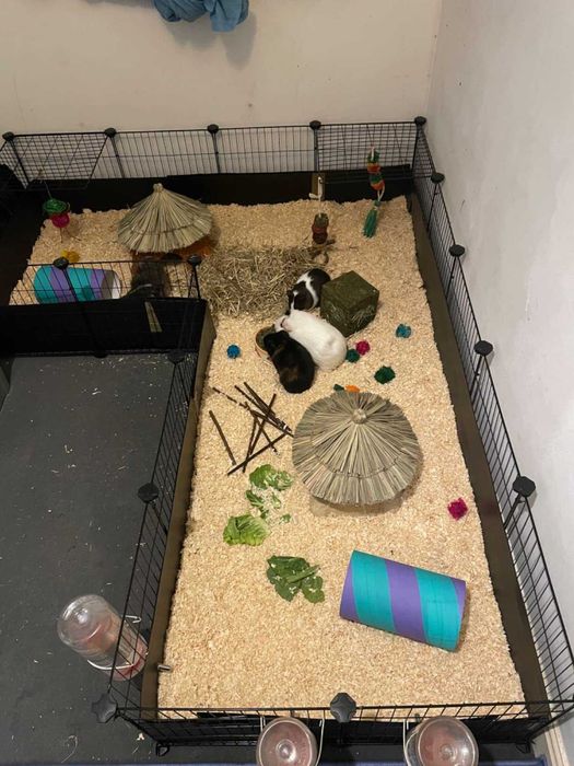 Wybieg NOWA Klatka Kojec dla KRÓLIKA Świnki Chomika PSA Modułowa DUŻA