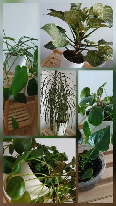 Kwiaty monstera pieniążek dracena anturium wymiana