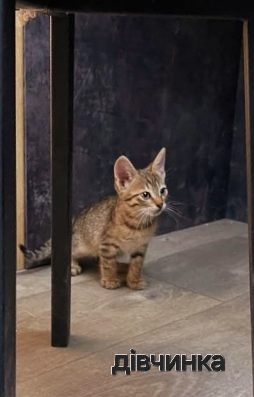 Котятки в добрые и любящие ручки