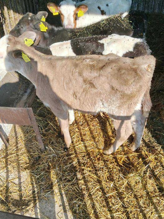 Sprzedam byczki 5 sztuk waga około 100 kg