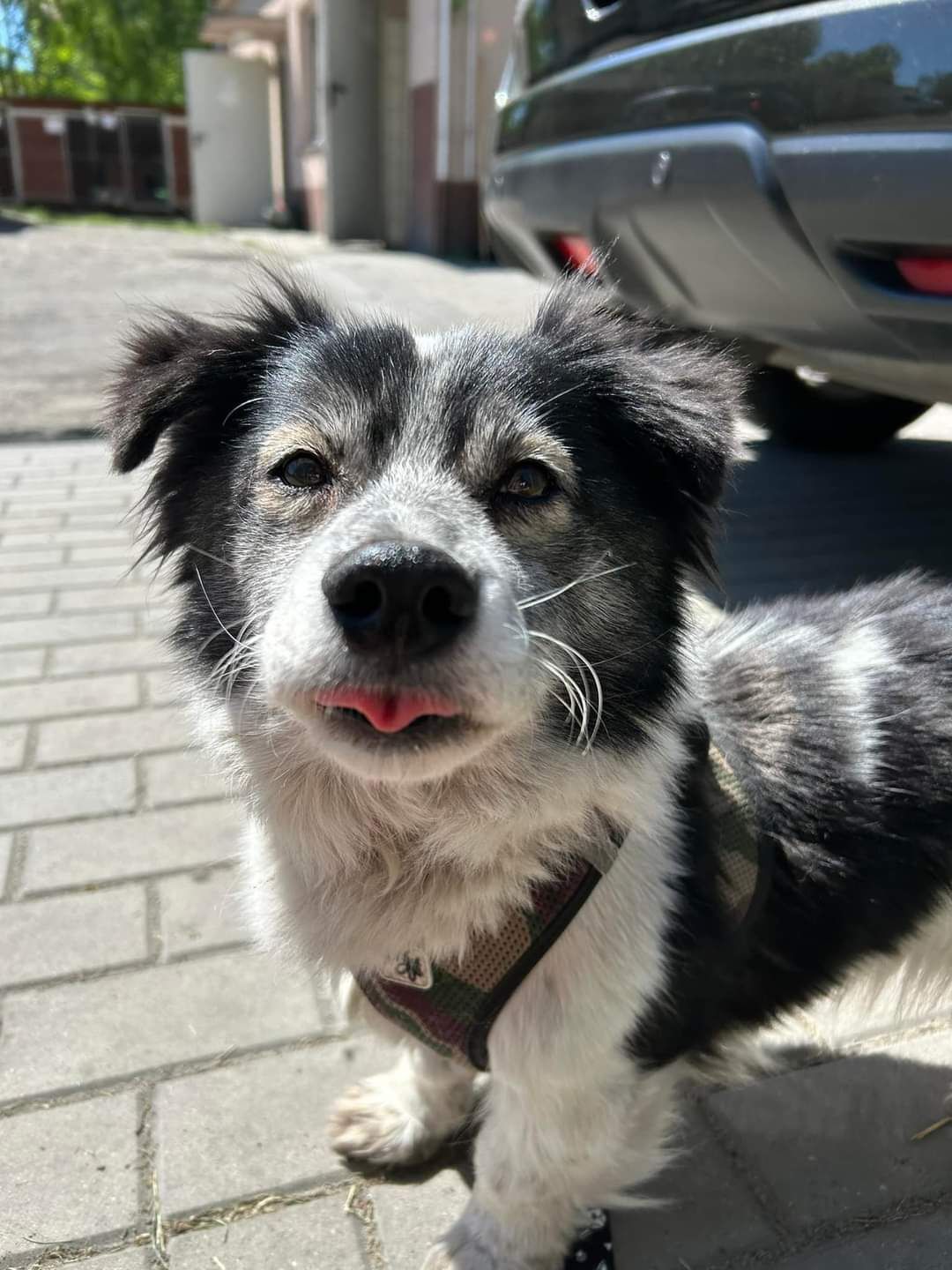 Luna ma około 6 lat i długie życie przed sobą, którego nie chce spędza
