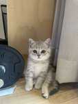 Gatinho British Shorthair Tabby