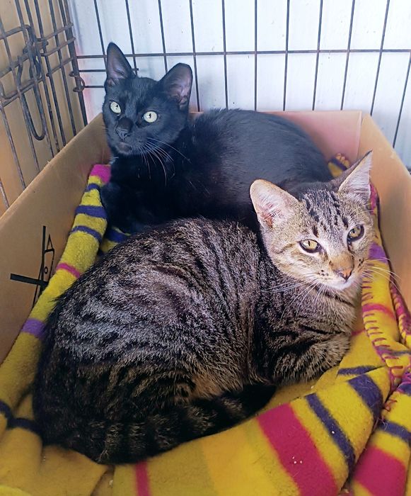 Gatinho para adoção, 4 meses.