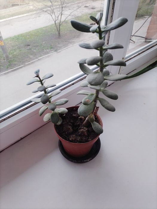 Грошове зелене дерево