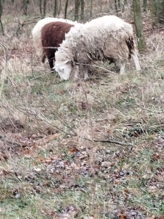 Продаю баранів .