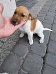 Szczeniak piesek Jack Russell terrier