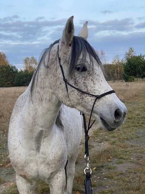 Galel Al Khalediah 8 letni wałach arabski