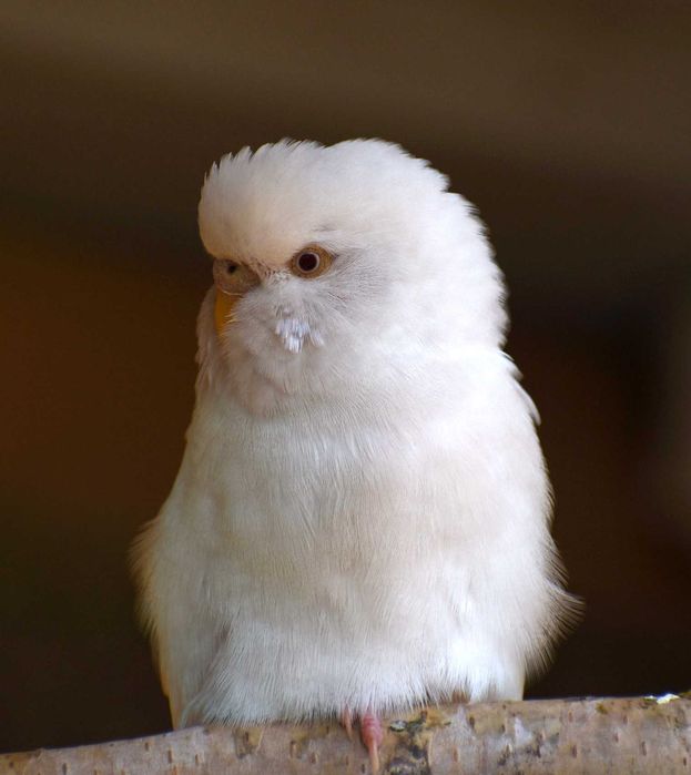 Papużki papuga falista falki Papużki faliste