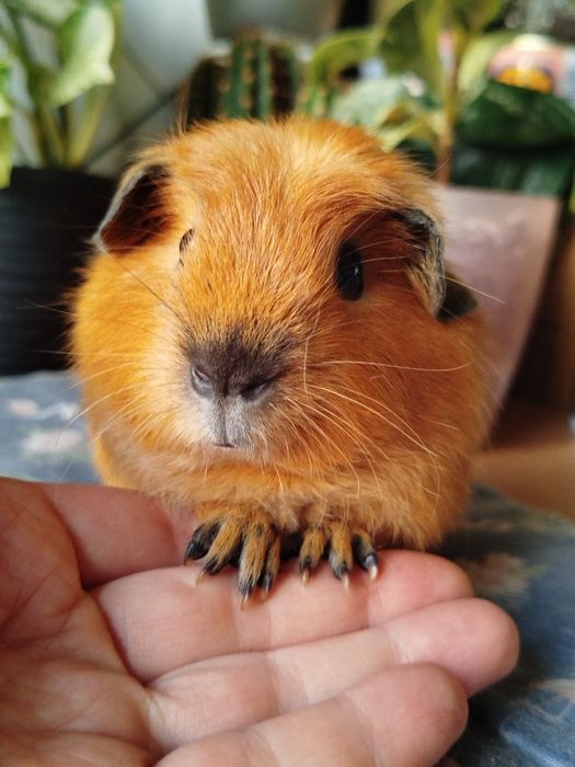 Морська свинка хлопчик