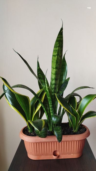Продам сансевьерию