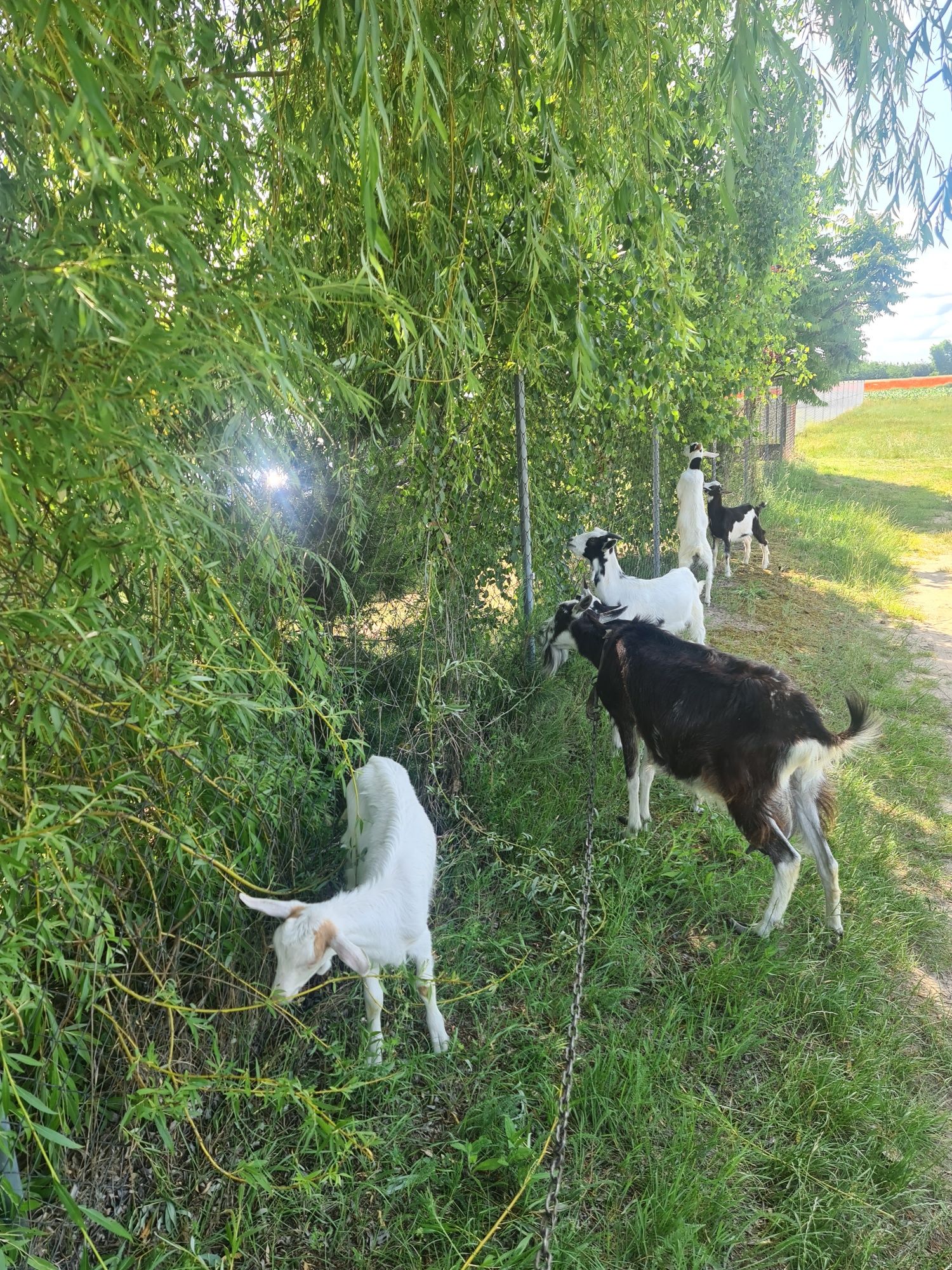 Sprzedam mlode kozy