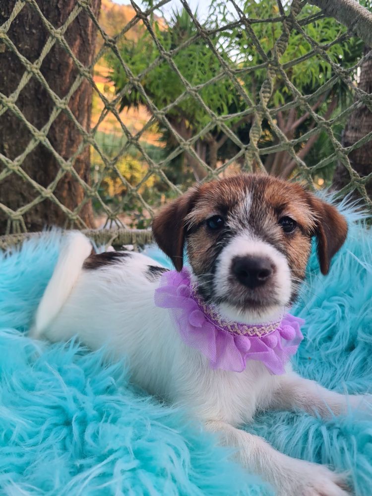 Jack Russel Terrier fêmea