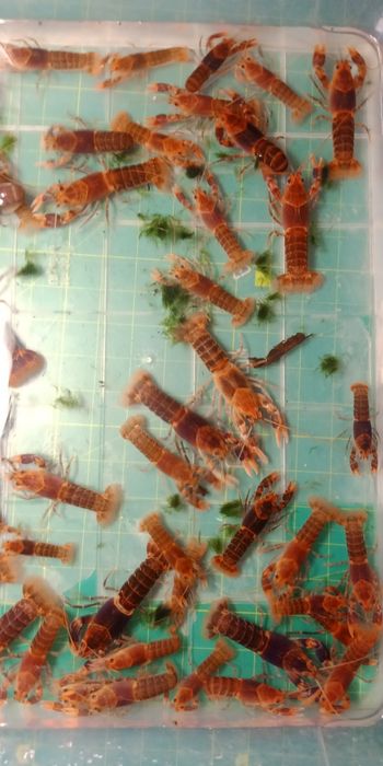 Австралийский рак