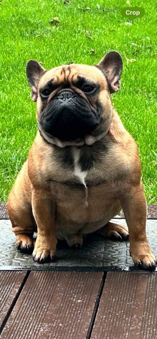 Buldog francuski fci szczenie