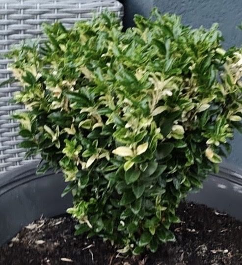 Trzmielina japonska biala 45 cm