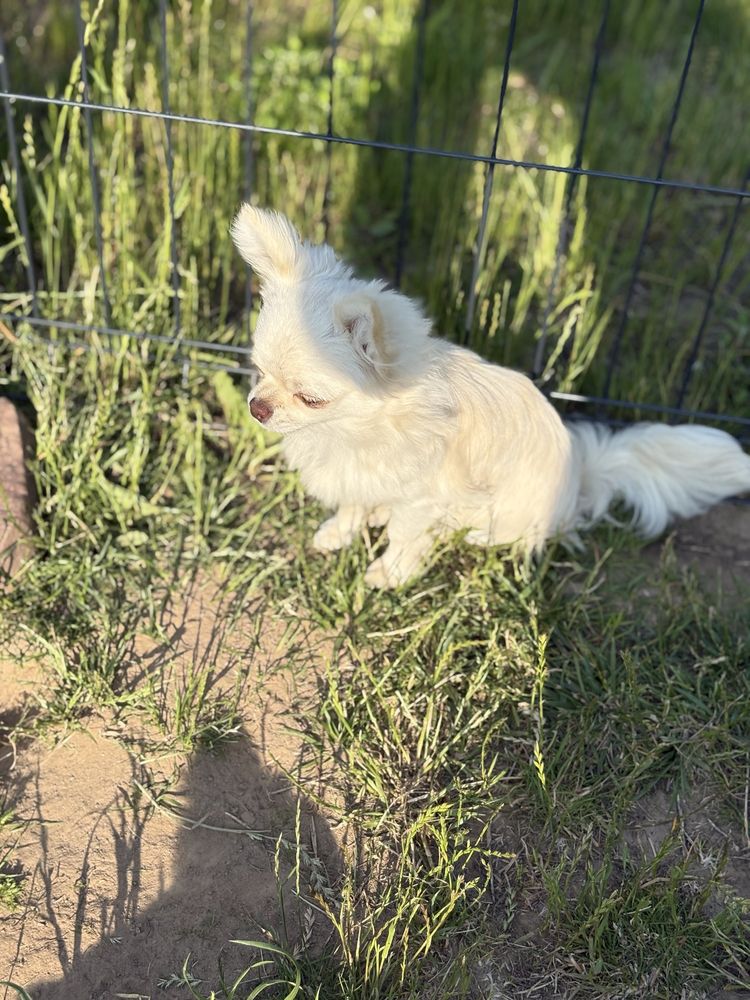 Chłopiec chihuahua FCI