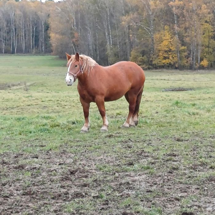 Kobyły zimnokrwiste