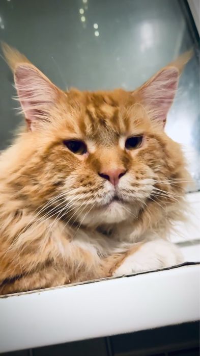 Маленьке диво — руда мейн-кун Olivia!