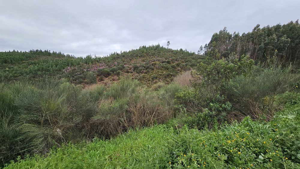 Terreno em Mação