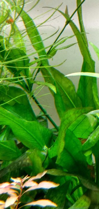 Roślina akwariowa żabienica amazonka