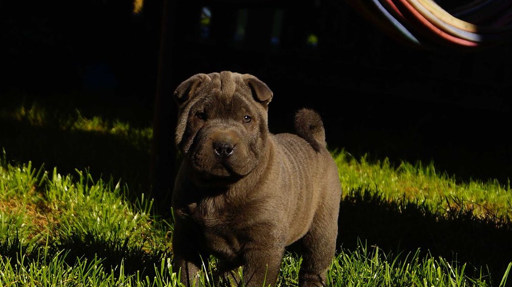 Emir błękitny samiec Shar Pei do odbioru, z rodowodem, blue
