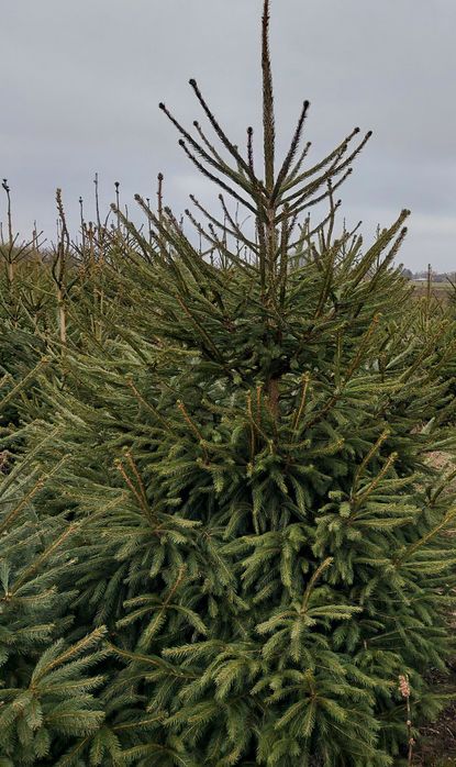 Świerki do nasadzeń z plantacji