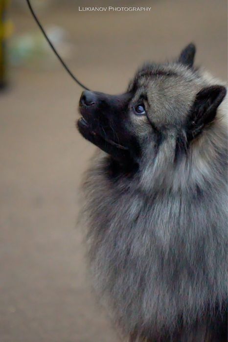 Вязка Вольфшпиц Кеесхонд