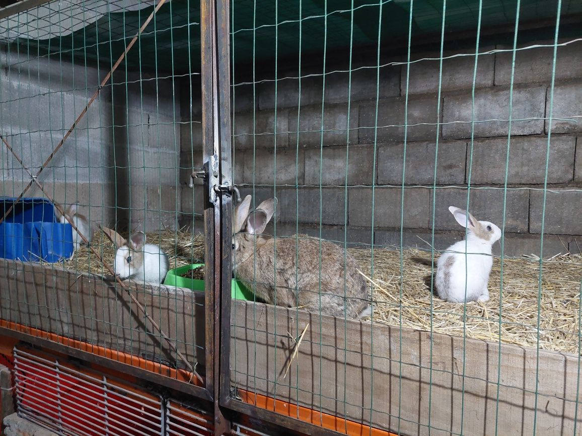 Coelhos para venda