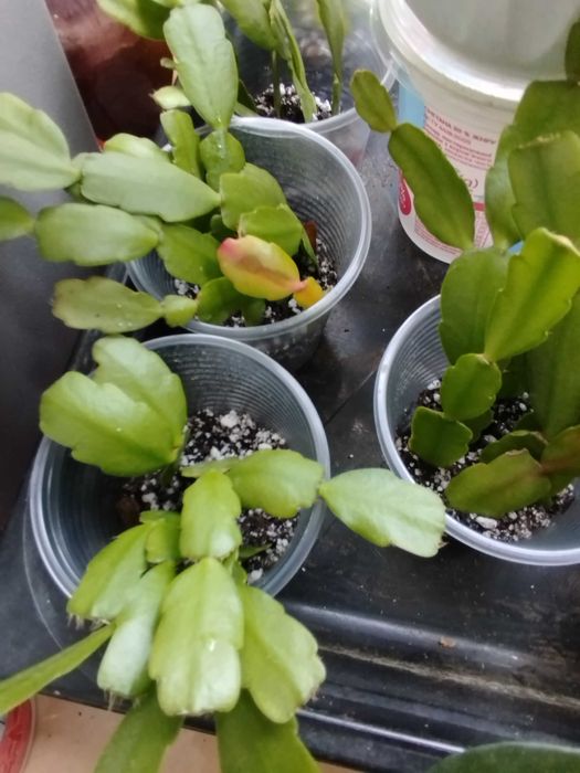 хоя, кактус, суккуленти, сенполія, шлюмбергера, орхідея.Багато надлишк