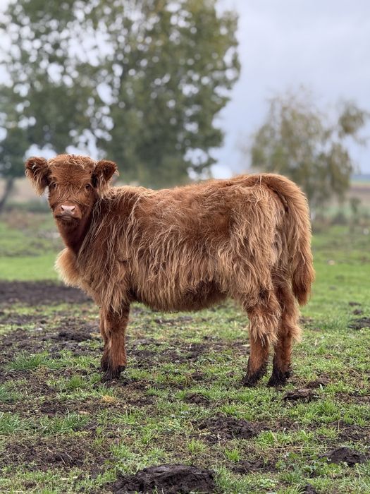 Bydło szkockie, jałówka, krowa szkocka, cielak