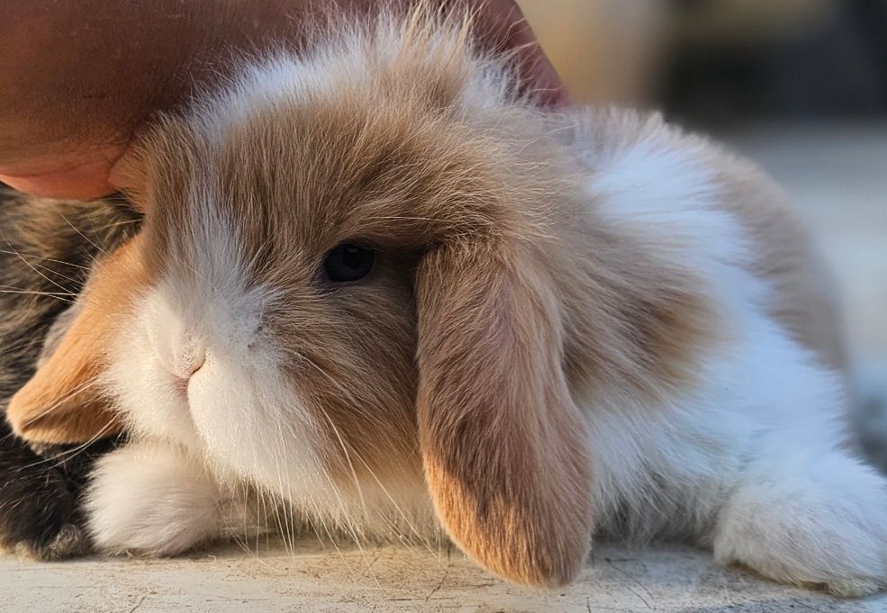Coelho anao mini lion, mini holandes e mini lop