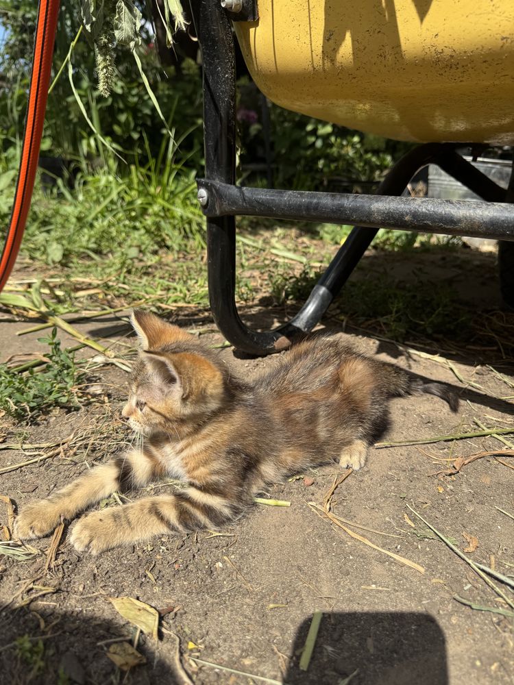 Кошечка ищет новый дом