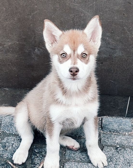 Аляскінський маламут .